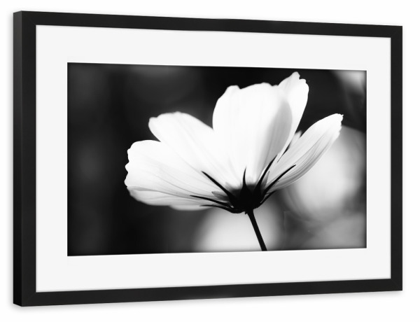 Poster mit Rahmen schwarz "Lightful" artboxONE - Natur,Floral,Schwarzweiß