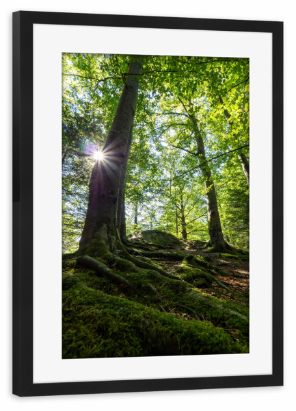 Poster mit Rahmen schwarz "Sommerwald" artboxONE - Natur - Wald,Sommer,Sonne,Blätter,Heimelich,Forest,Natur,Nature,Sun,Bäume,Trees