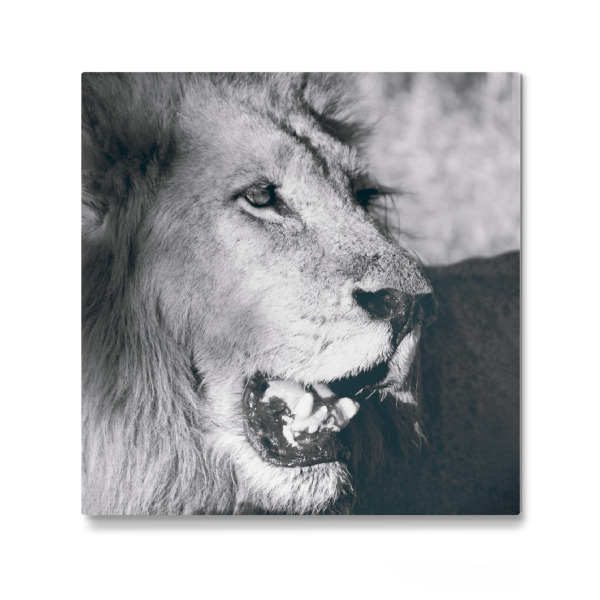 Galerie-Print "Löwe schwarzweiß" 30x30 cm artboxONE