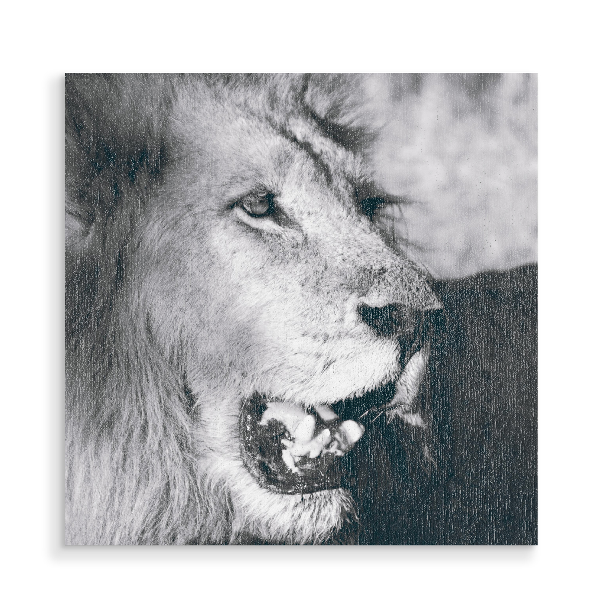 Holzbild "Löwe schwarzweiß" artboxONE - Tiere,Schwarzweiß
