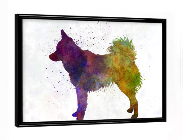 Poster mit schwarzem Rahmen "Schipperke in watercolor" artboxONE - Tiere,Abstrakt