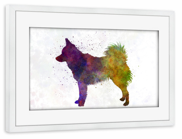 Poster mit Rahmen weiß "Schipperke in watercolor" artboxONE - Tiere,Abstrakt