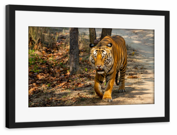 Poster mit Rahmen schwarz "Königstiger" artboxONE - Natur,Tiere