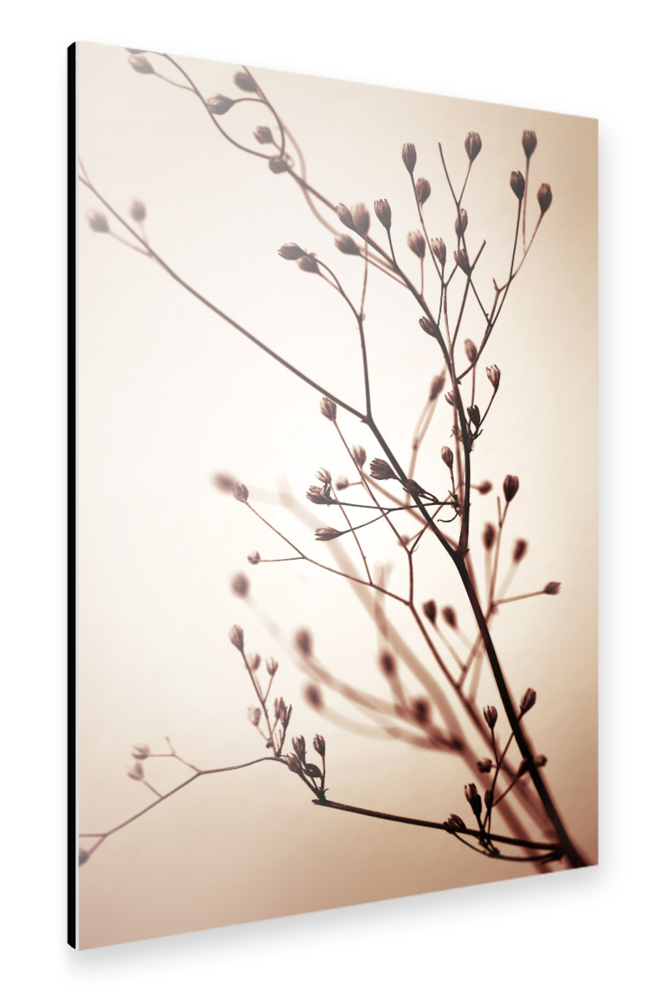 Alu-Dibond "Minimalistische Gräser im Sommer" 75x50 cm artboxONE