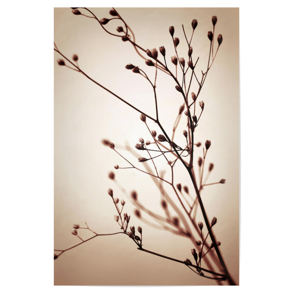 Poster "Minimalistische Gräser im Sommer" artboxONE - Natur,Floral,Abstrakt