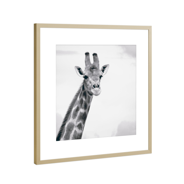 Poster mit Rahmen Gold "Giraffe schwarzweiß" artboxONE - Tiere,Schwarzweiß
