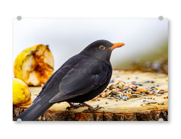 Acrylglasbild "Die Amsel" artboxONE - Natur,Tiere - Amsel,Vogel,Singvogel,Garten,Wildlife,Tier,Animal,Natur,Nature