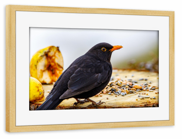 Poster mit Rahmen kiefer "Die Amsel" artboxONE - Natur,Tiere - Amsel,Vogel,Singvogel,Garten,Wildlife,Tier,Animal,Natur,Nature