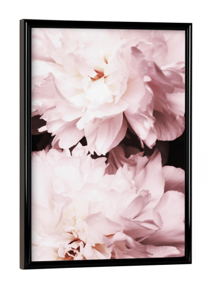 Poster mit schwarzem Rahmen "Peonies close up" artboxONE - Floral - Pink,Rosa,Peony,Pfingstrose,Nostalgie,Flower,Floral,Blume,Flowers,Blüten