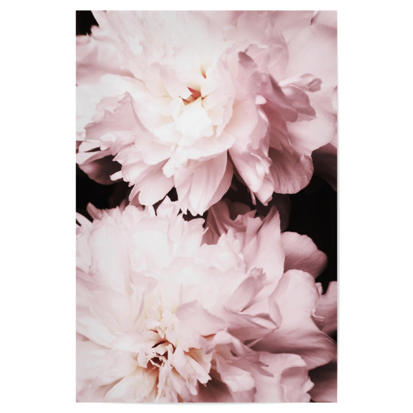 Poster 30x20 cm "Peonies close up" artboxONE - Floral - Pink,Rosa,Peony,Pfingstrose,Nostalgie,Flower,Floral,Blume,Flowers,Blüten