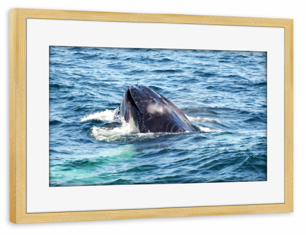 Poster mit Rahmen kiefer "Auftauchender Buckelwal" artboxONE - Natur,Reise,Tiere,Reise / Strand und Meer