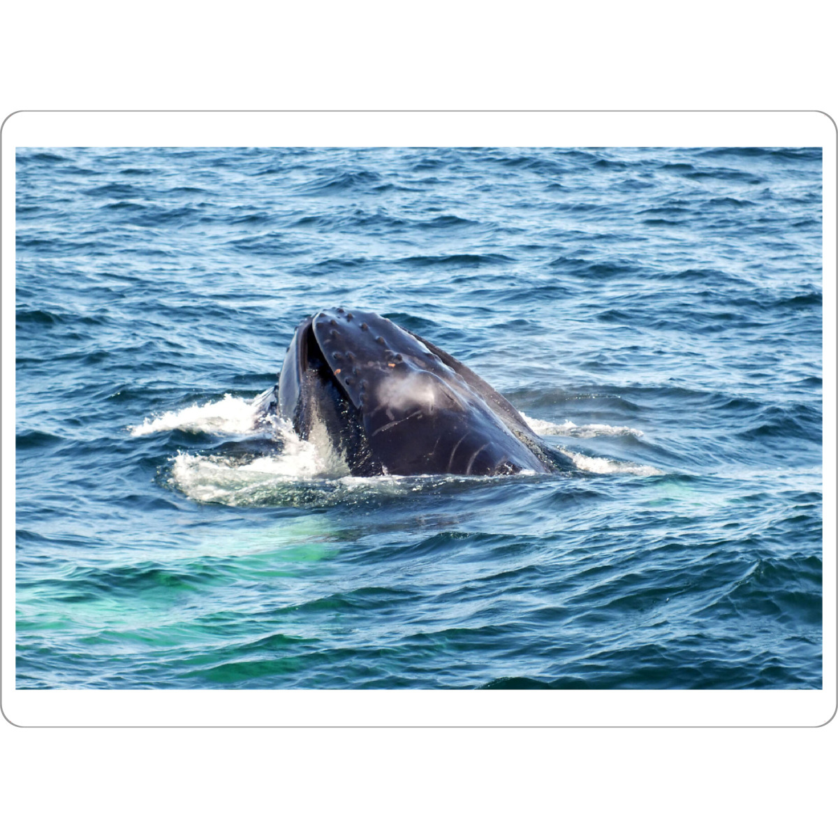 Tischset "Auftauchender Buckelwal" artboxONE - Natur,Reise,Tiere,Reise / Strand und Meer