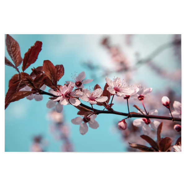 Poster "Frühlingszweig" artboxONE - Natur,Floral