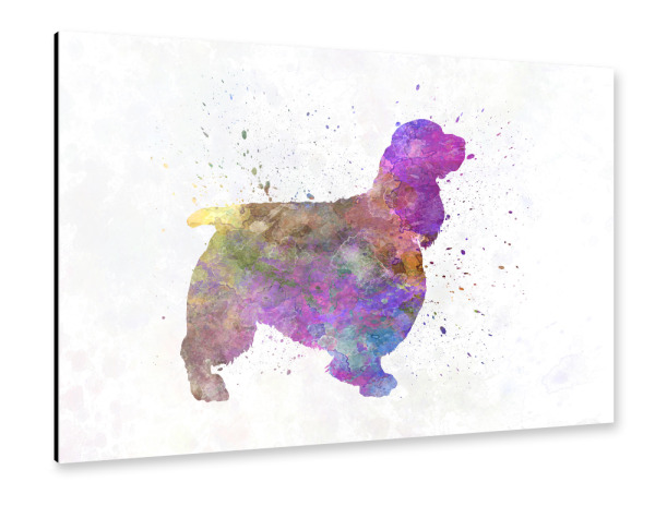 Alu-Dibond "English Springer Spaniel" 30x20 cm artboxONE