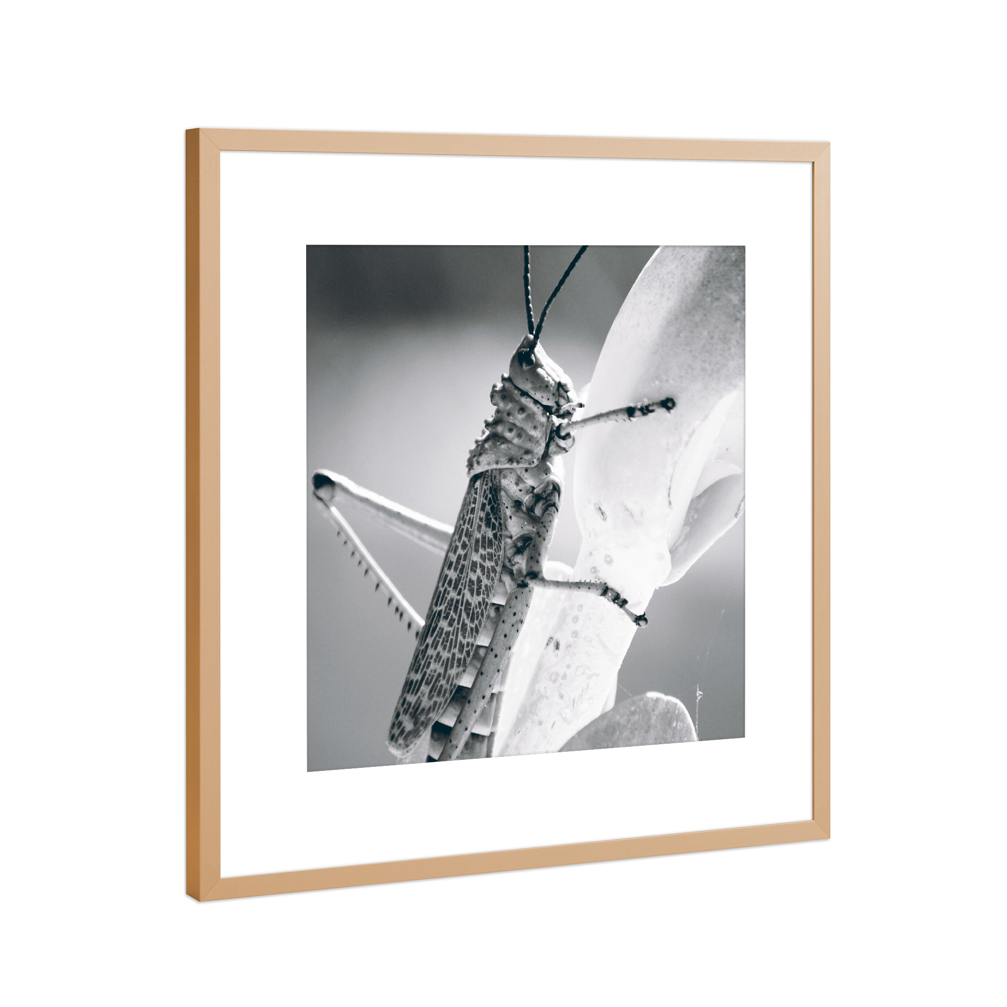 Poster mit Rahmen Kupfer "Grille Schwarzweiß" artboxONE - Tiere,Schwarzweiß