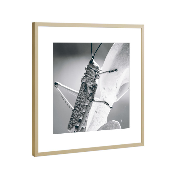 Poster mit Rahmen Gold "Grille Schwarzweiß" artboxONE - Tiere,Schwarzweiß