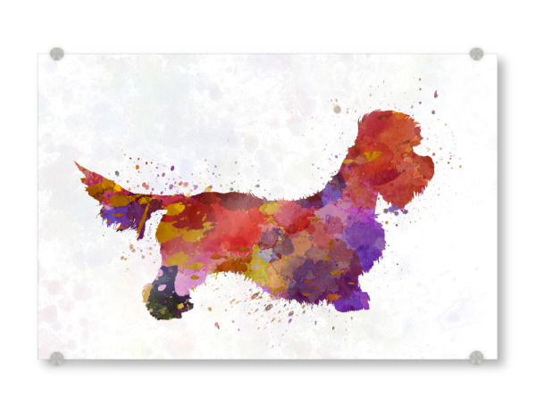 Acrylglasbild "Dandie Dinmont terrier" artboxONE - Tiere,Abstrakt