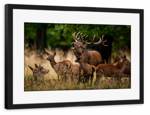 Poster mit Rahmen schwarz "Die Hirschbrunft" artboxONE - Natur,Tiere