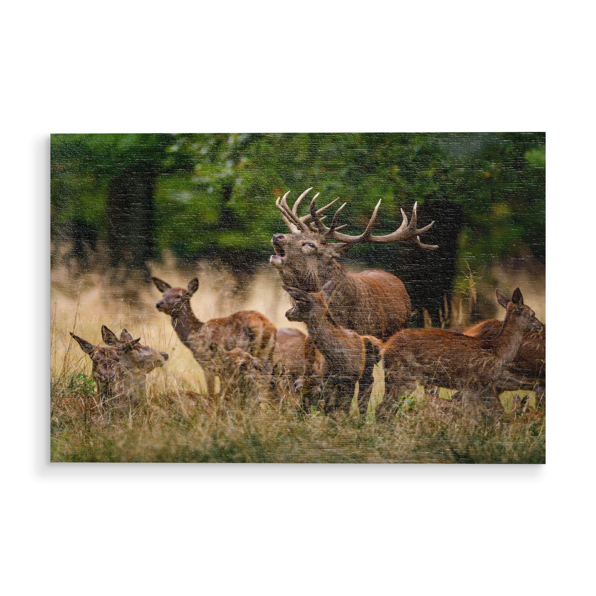 Holzbild "Die Hirschbrunft" artboxONE - Natur,Tiere