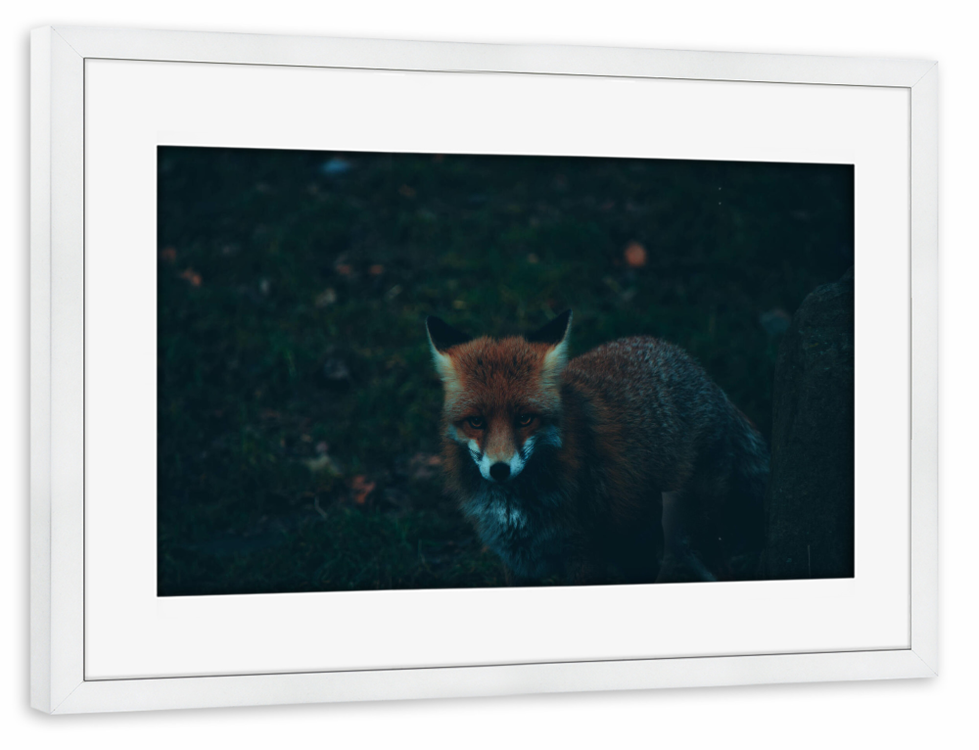 Poster mit Rahmen weiß "Fuchs neben Baumstamm" artboxONE - Natur,Tiere