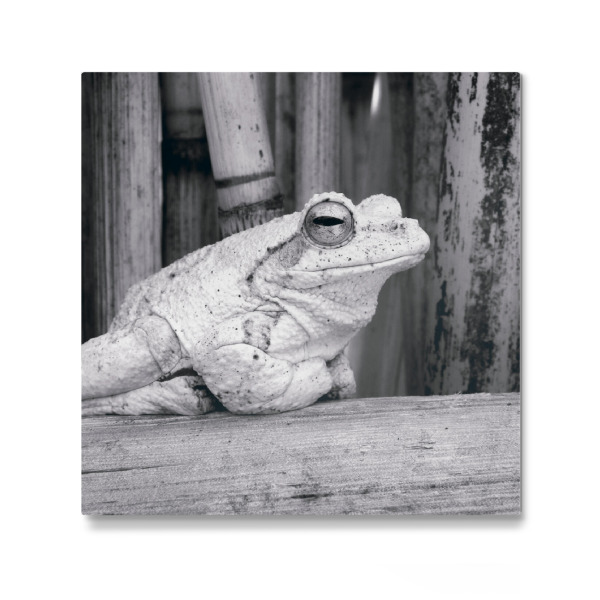 Galerie-Print "Kröte schwarzweiß" 30x30 cm artboxONE