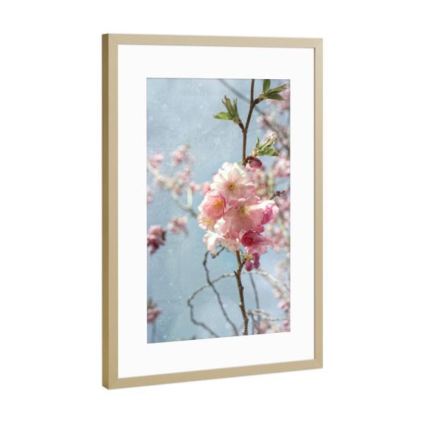 Poster mit Rahmen Gold "Kirschblüte am Zweig" artboxONE - Natur,Floral