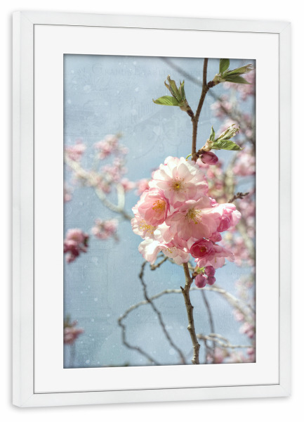 Poster mit Rahmen weiß "Kirschblüte am Zweig" artboxONE - Natur,Floral