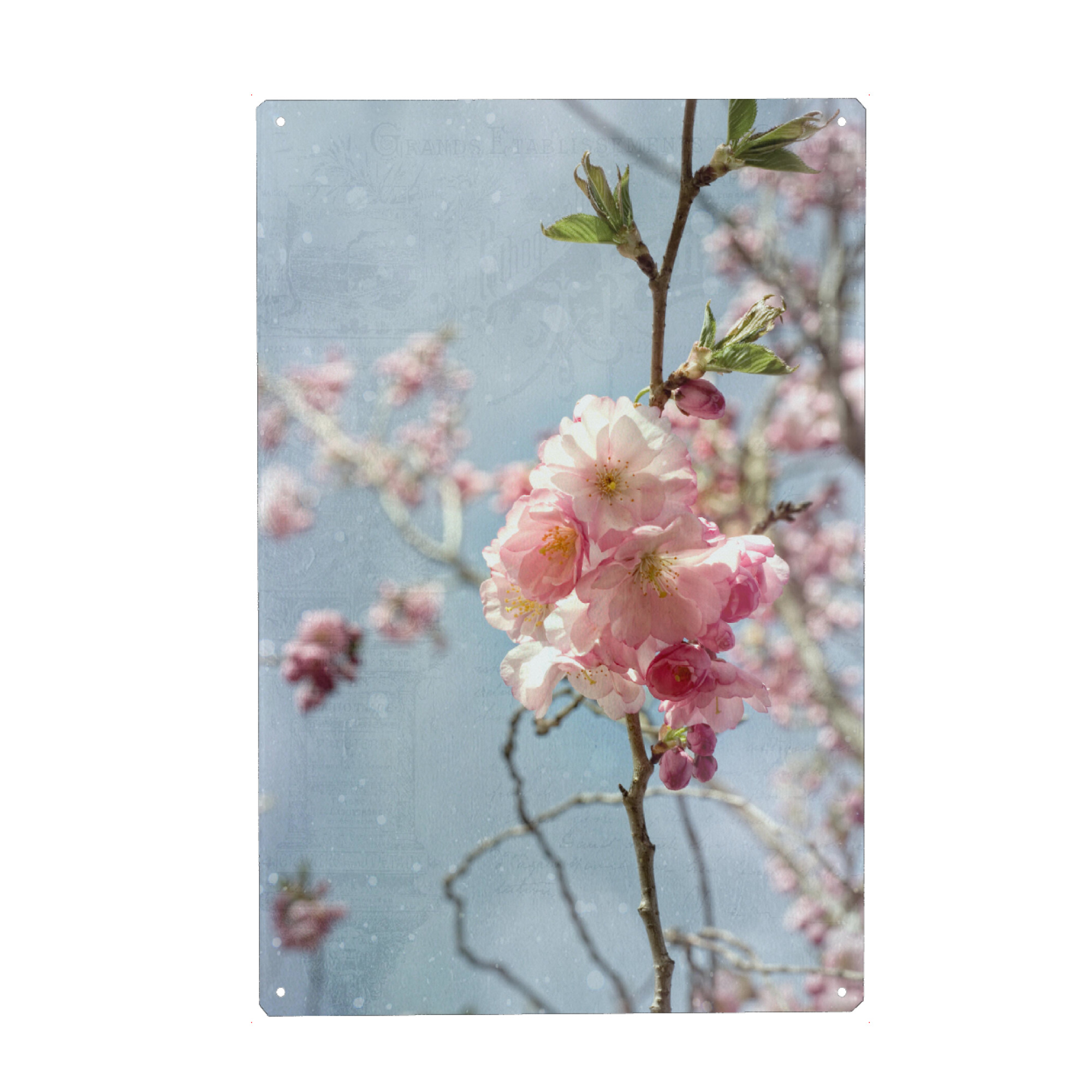 Metall Poster "Kirschblüte am Zweig" artboxONE - Natur,Floral
