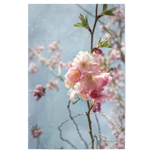 Poster 30x20 cm "Kirschblüte am Zweig" artboxONE - Natur,Floral