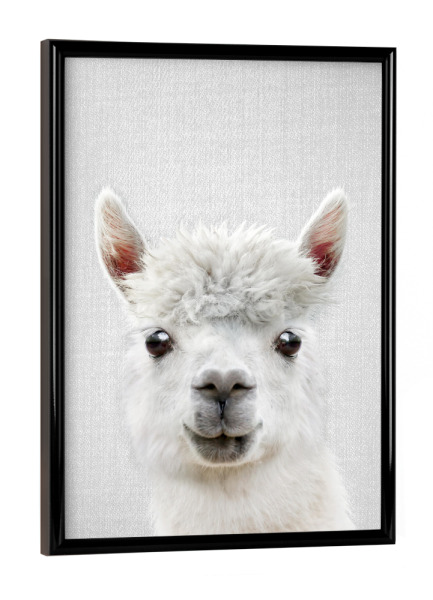 Poster mit schwarzem Rahmen "Llama - Colorful" artboxONE - Natur,Für Kinder,Tiere,Liebe