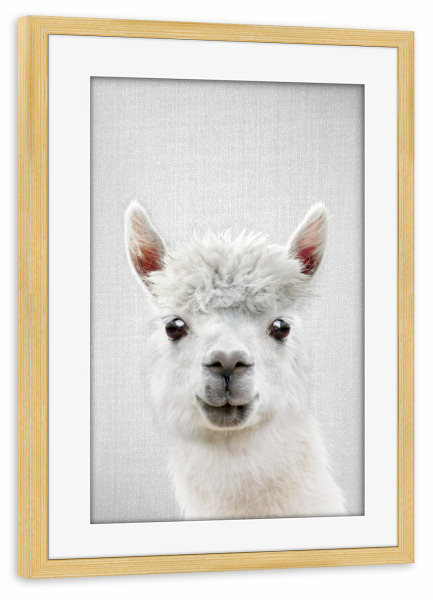 Poster mit Rahmen kiefer "Llama - Colorful" artboxONE - Natur,Für Kinder,Tiere,Liebe