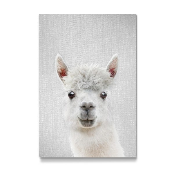 Galerie-Print "Llama - Colorful" 30x20 cm artboxONE