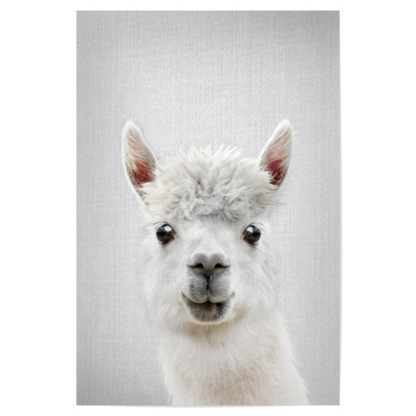 Poster "Llama - Colorful" artboxONE - Natur,Für Kinder,Tiere,Liebe