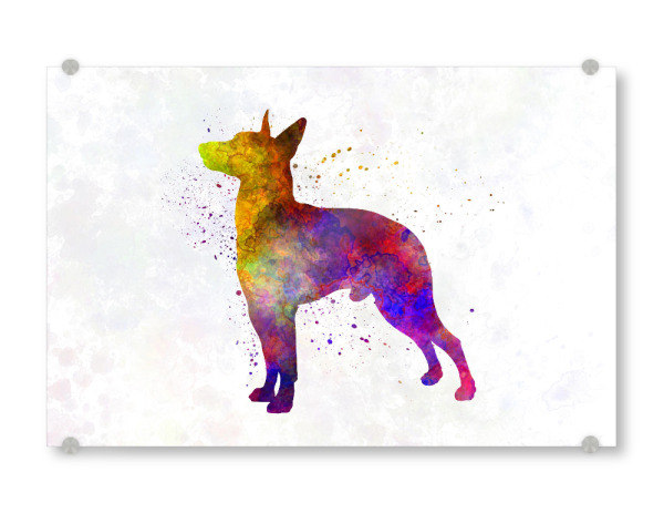 Acrylglasbild "Manchester Terrier in watercolor" artboxONE - Tiere,Abstrakt