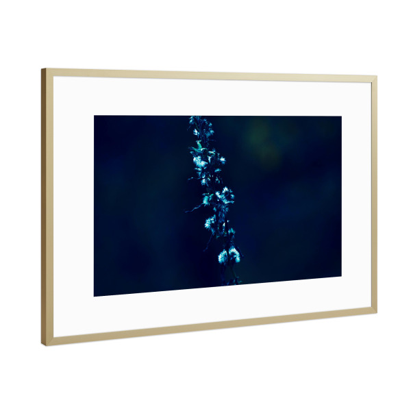 Poster mit Rahmen Gold "Blüten im Blauton" artboxONE - Natur