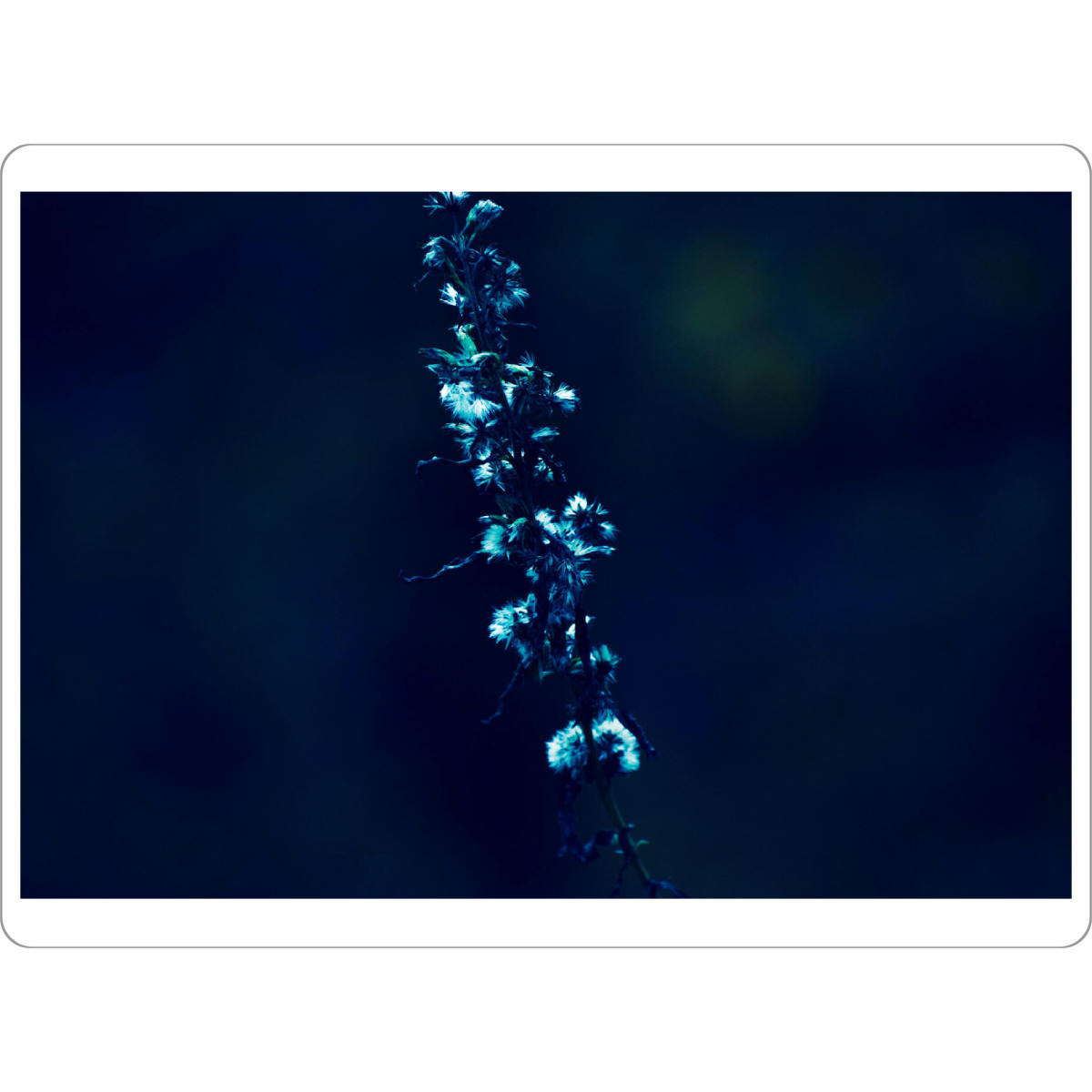 Tischset "Blüten im Blauton" artboxONE - Natur