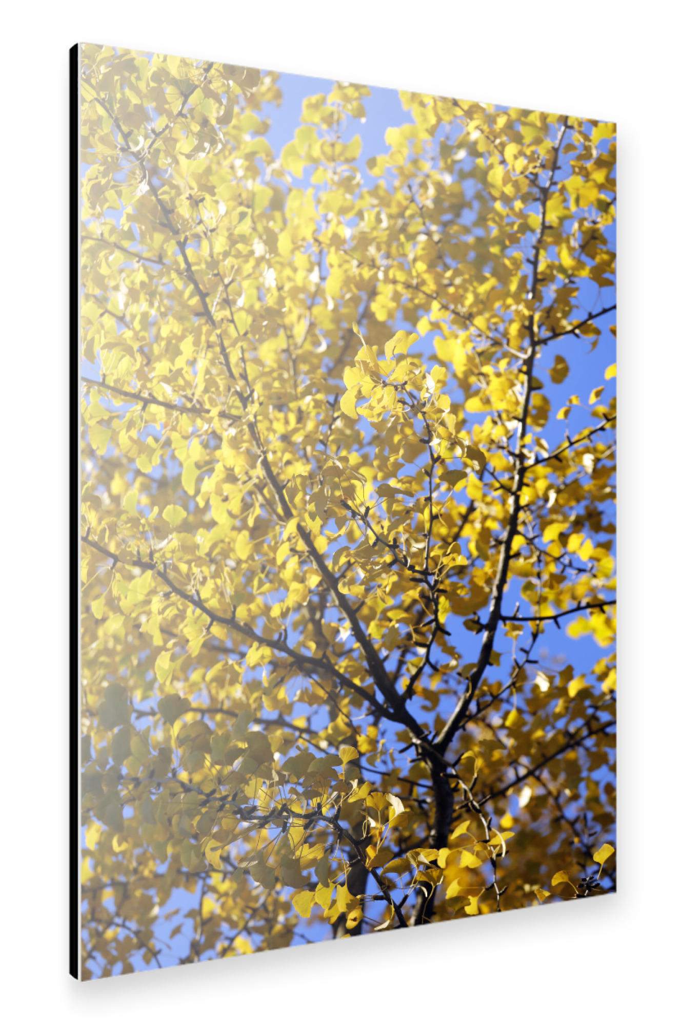 Alu-Dibond "Ginkgo Baum mit gelben Blättern" 30x20 cm artboxONE
