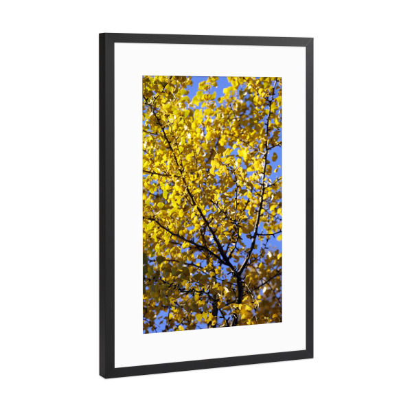 Poster mit Rahmen Schwarz (Metallic) "Ginkgo Baum mit gelben Blättern" artboxONE - Natur,Floral,Abstrakt,Reise / Asien
