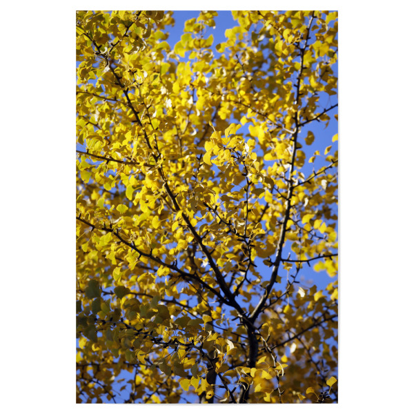 Poster "Ginkgo Baum mit gelben Blättern" artboxONE - Natur,Floral,Abstrakt,Reise / Asien