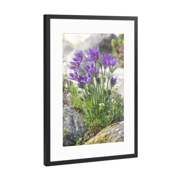 Poster mit Rahmen Schwarz (Metallic) "Kuhschellen" artboxONE - Natur,Floral