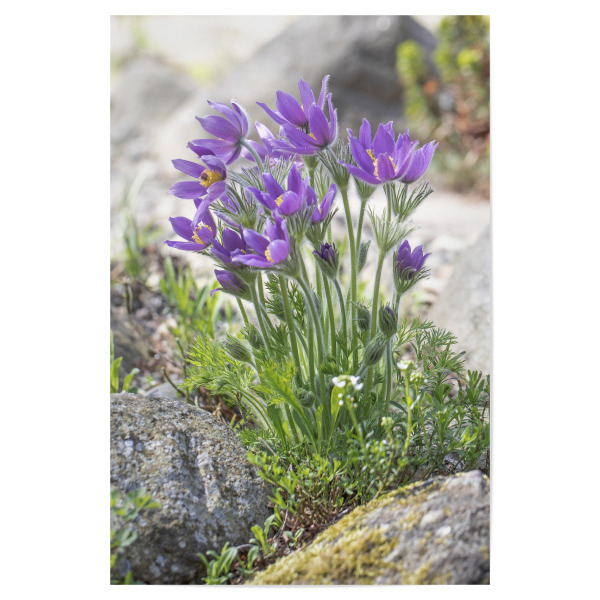 Poster "Kuhschellen" artboxONE - Natur,Floral - Kuhschelle,Küchenschelle,Blumen,Natur,Frühling,Spring,Flowers,Blüten,Nature