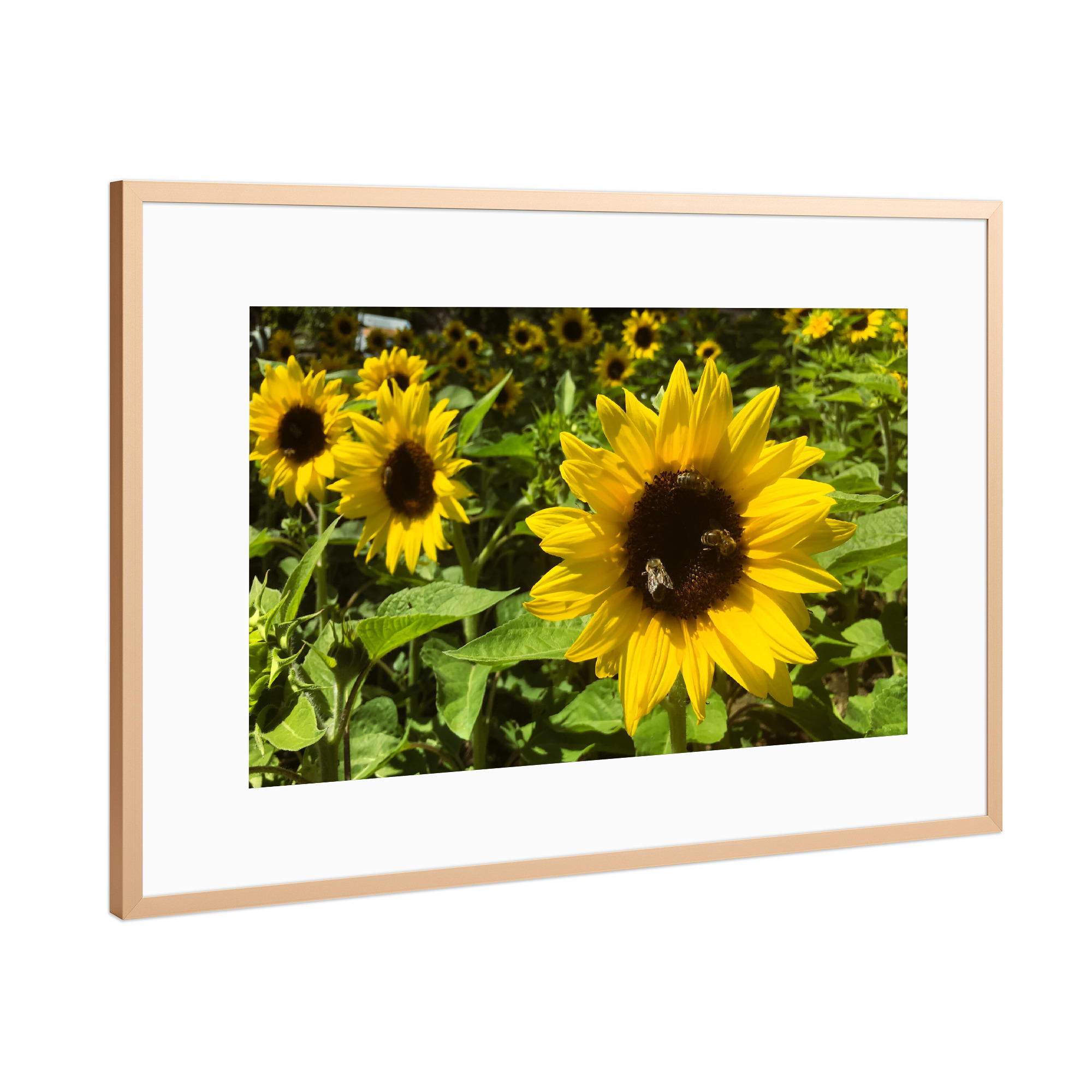 Poster mit Rahmen Kupfer "Bee Sunflower Love" artboxONE - Natur,Tiere - Bienen,Sonnenblume,Blumen,Sommer,Flower,Natur,Nature,Sunflower