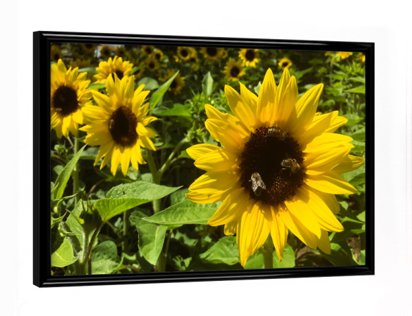 Poster mit schwarzem Rahmen "Bee Sunflower Love" artboxONE - Natur,Tiere - Bienen,Sonnenblume,Blumen,Sommer,Flower,Natur,Nature,Sunflower