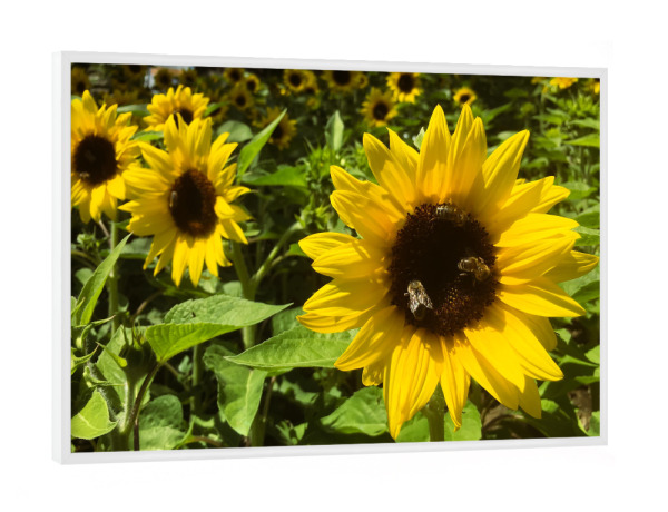 Poster mit weißem Rahmen "Bee Sunflower Love" artboxONE - Natur,Tiere - Bienen,Sonnenblume,Blumen,Sommer,Flower,Natur,Nature,Sunflower
