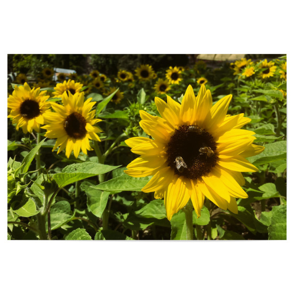 Poster "Bee Sunflower Love" artboxONE - Natur,Tiere - Bienen,Sonnenblume,Blumen,Sommer,Flower,Natur,Nature,Sunflower