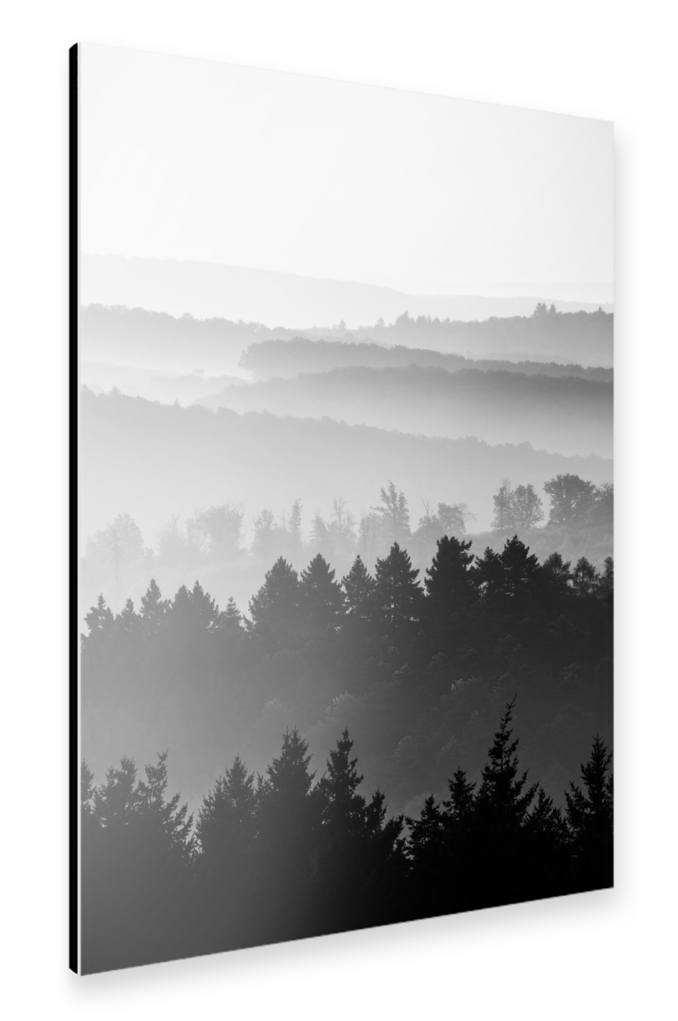 Alu-Dibond "Waldsilhouetten S&W" 75x50 cm artboxONE