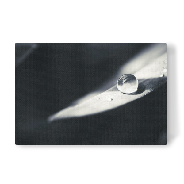 Leinwandbild "After Rain" artboxONE - Natur,Floral,Schwarzweiß