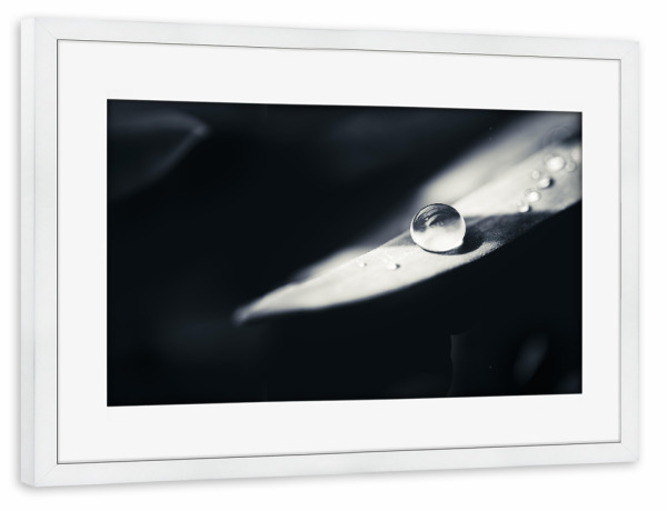 Poster mit Rahmen weiß "After Rain" artboxONE - Natur,Floral,Schwarzweiß