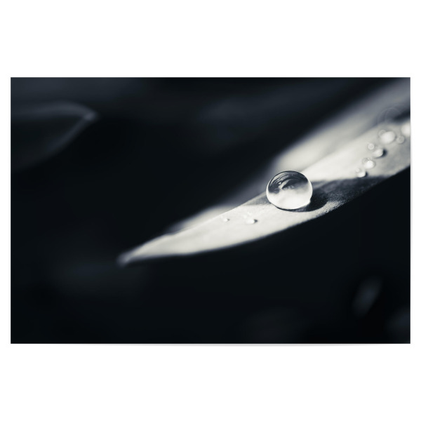 Poster "After Rain" artboxONE - Natur,Floral,Schwarzweiß
