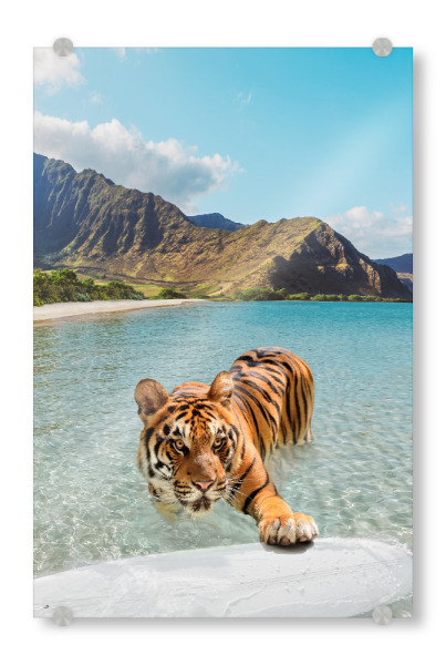 Acrylglasbild "Tiger And Surfboard" artboxONE - Natur,Tiere,Reise / Strand und Meer,Reise / Afrika,Für Mama